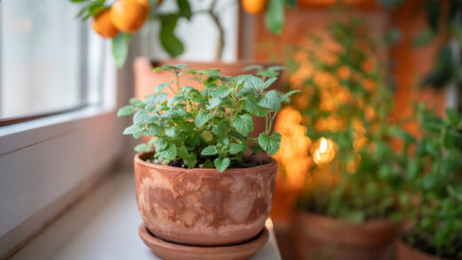 Uprawa ziół w domu
